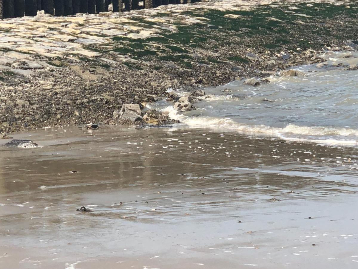 Appartement De Graanzolder Aan Zeeuwse Kust Hoofdplaat Bagian luar foto